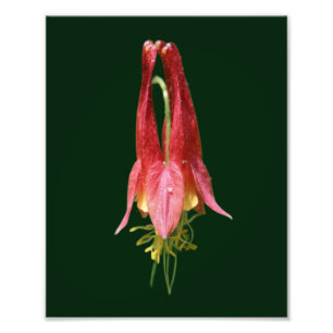 Impression Photo Vivid Red Wild Columbine Flower 8x10