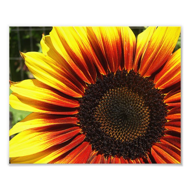 Impression Photo Vivid Tournesol Closeup 10x8 (Devant)