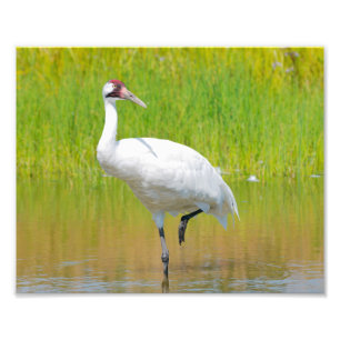 Impression Photo Voie de grue blanche dans le marais