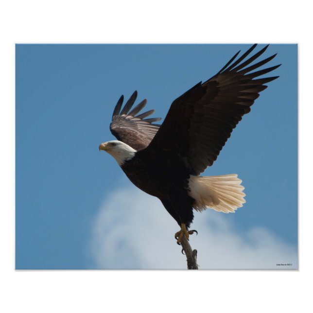 Impression Photo Vol d'aigle à tête blanche 16X20 ! (Devant)