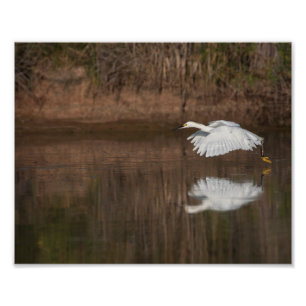 Impression Photo Vol de l'aigrette neigeuse