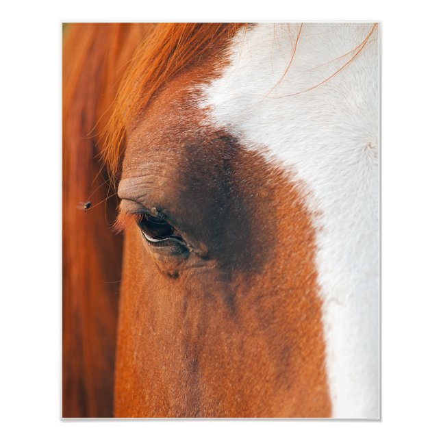 Impression Photo Voler Sur Un Oeil De Cheval (Devant)