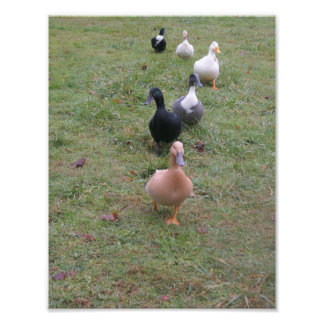 Impression Photo Vos canards sont-ils en ligne ?