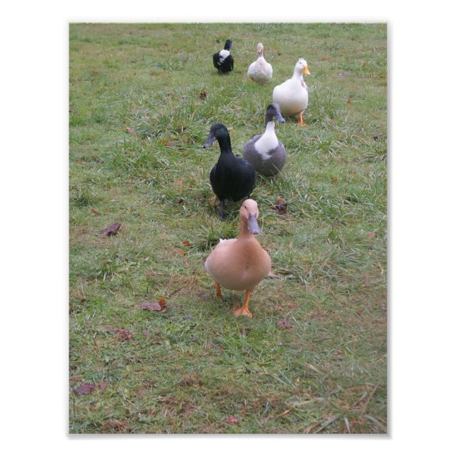 Impression Photo Vos canards sont-ils en ligne ? (Devant)