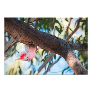 Impression Photo "Vous appelez ?" Photos de Cockatoo du major Mitch