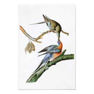 Impression Photo Voyageur Pigeon John Audubon Oiseaux d'Amérique