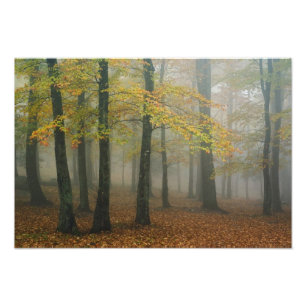 Impression Photo Vue automnale d'une forêt brumeuse, Grandfather 3