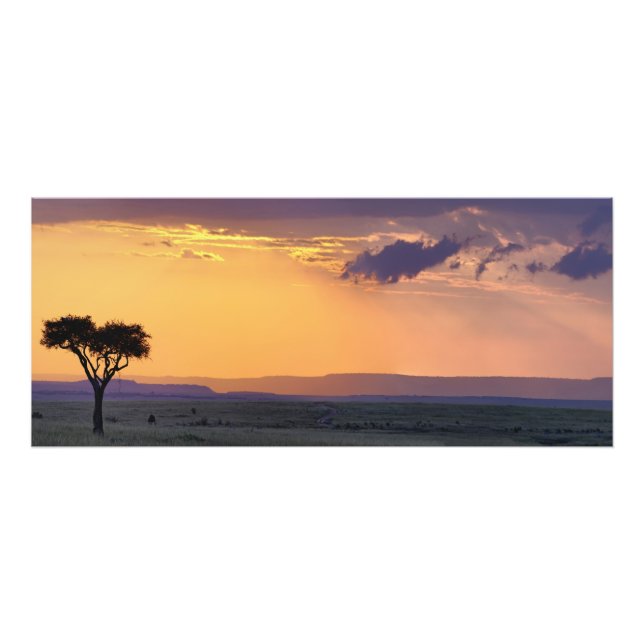Impression Photo Vue panoramique d'un acacia isolé à (Devant)