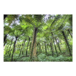 Impression Photo Vue sur la végétation des jardins botaniques de 