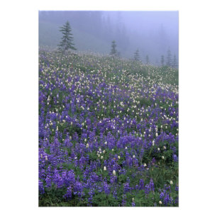 Impression Photo WA, parc national du mont Rainier, prairie de lupi