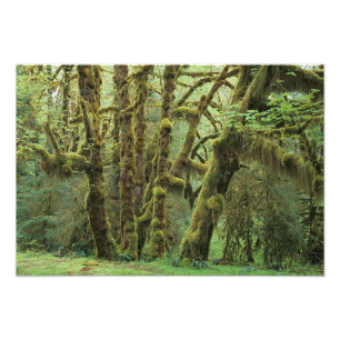 Impression Photo WA, Pôle olympique, forêt de Hoh Rain, Hall of t