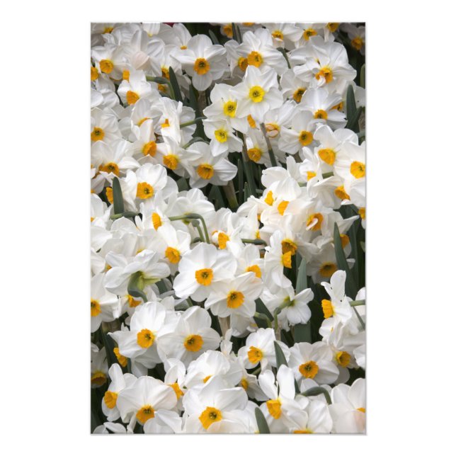 Impression Photo WA, vallée de Skagit, motif de jonquilles (Devant)