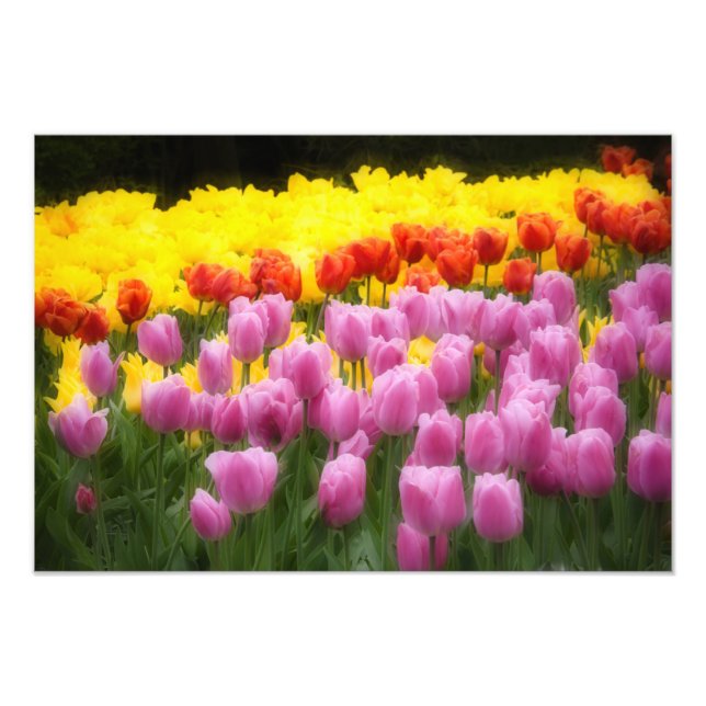 Impression Photo WA, vallée de Skagit, Roozengaarde Tulip Garden, 2 (Devant)