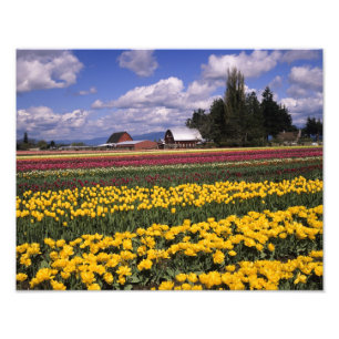 Impression Photo WA, Vallée de Skagit, Tulipe de la vallée de Skagi