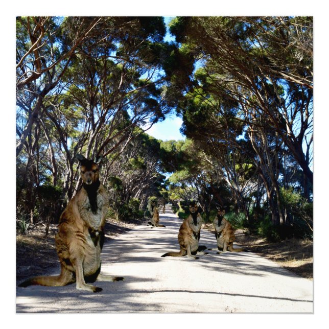 Impression Photo Wallabys Australiens Sur La Route, (Devant)