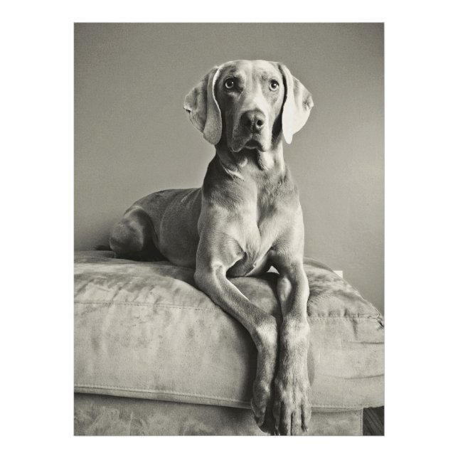 Impression Photo Weimaraner (Devant)