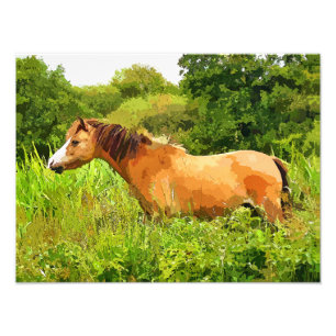 IMPRESSION PHOTO WELSH PONY
