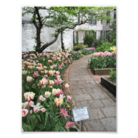 West Side Community Garden Tulip New York City NYC