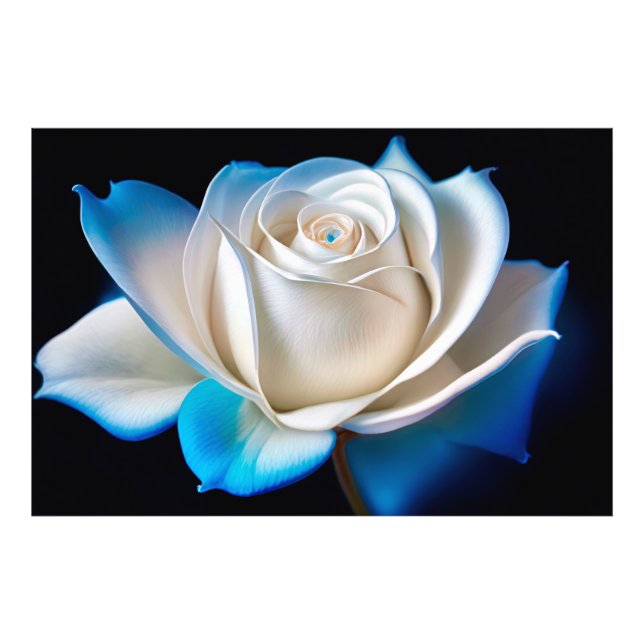 Impression Photo White and Blue Rose (Devant)