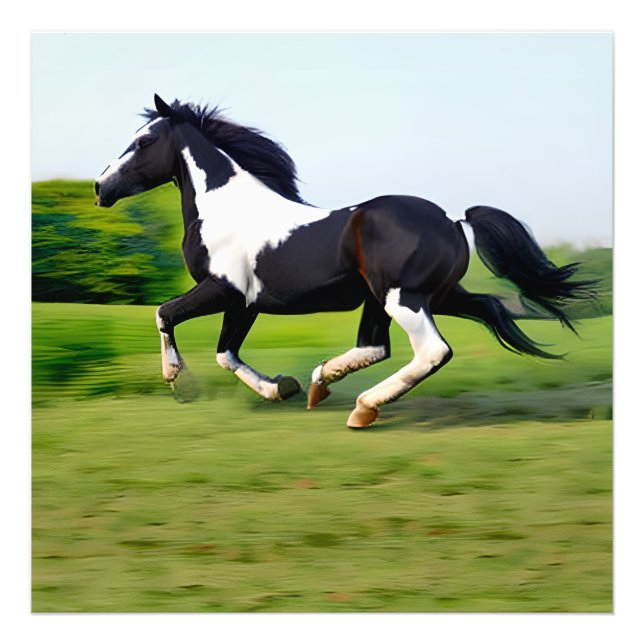 Impression Photo White & Black Beauty Horse Galloping in Nature (Devant)