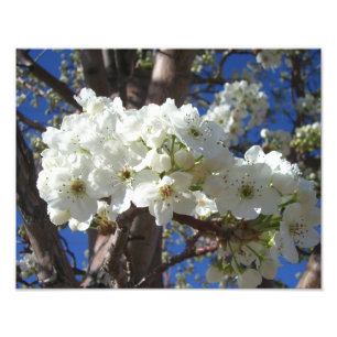 Impression Photo White Blossoms II