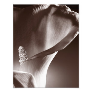 Impression Photo White Calla Lily Flower Black Background