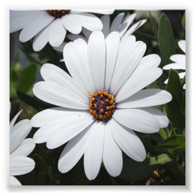 Impression Photo White Daisy's in Bloom (Devant)