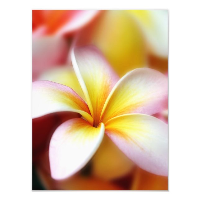 Impression Photo White Plumeria Frangipani Hawaii Flower Hawaiian (Devant)