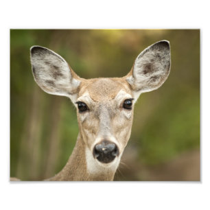 Impression Photo White Tailed
