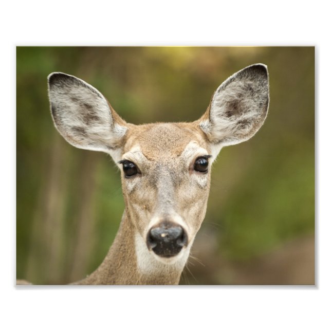 Impression Photo White Tailed (Devant)
