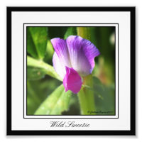 Wild Sweetie