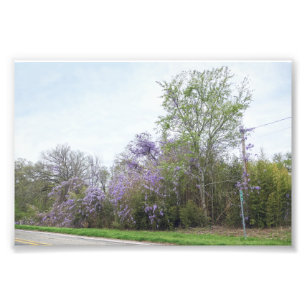 Impression Photo Wisteria fleurit le long d'une Texas Road