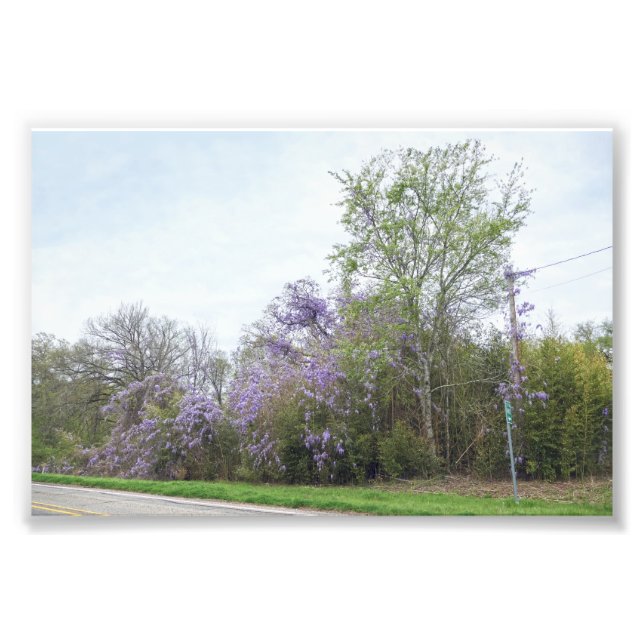 Impression Photo Wisteria fleurit le long d'une Texas Road (Devant)