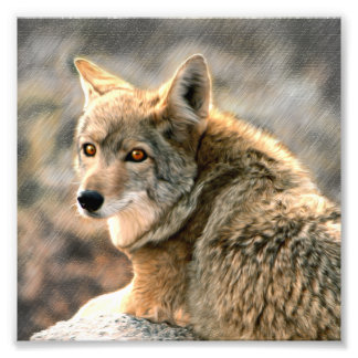 Impression Photo Wolf Rain Graphisme