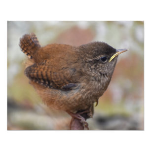Impression Photo Wren