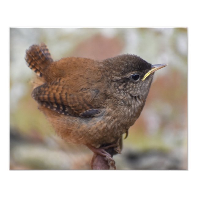 Impression Photo Wren (Devant)