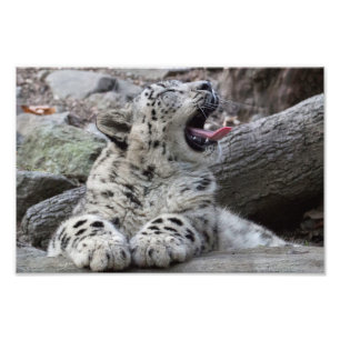 Impression Photo Yawning Snow Leopard