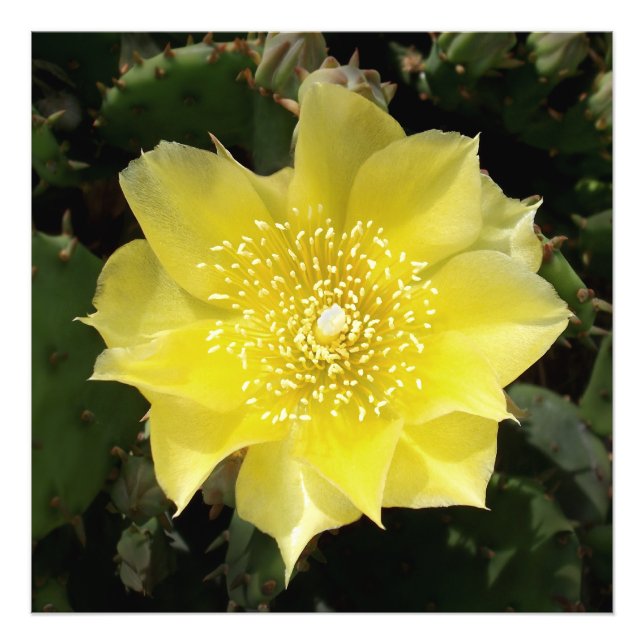 Impression Photo Yellow Cactus (Devant)