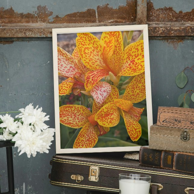 Impression Photo Yellow Canna Lily with Red Speckles Floral (In Situ (Framed))