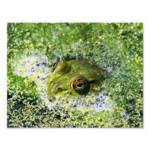 Impression Photo Yeux de grenouille