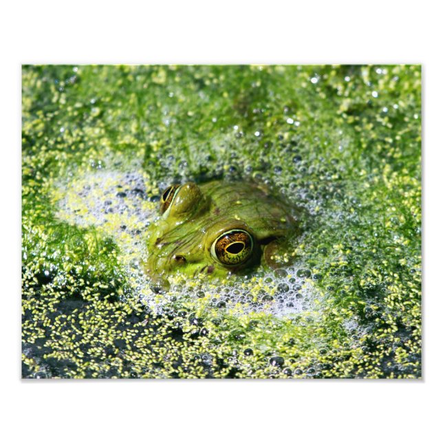 Impression Photo Yeux de grenouille (Devant)