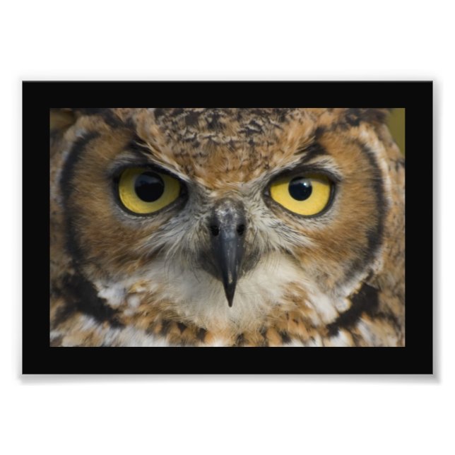 Impression Photo Yeux de hibou avec bordure noire (Devant)