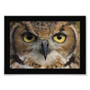 Impression Photo Yeux de hibou avec la frontière noire