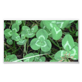 Impression Photo Yolly Bolly Californie Flora Plantes Botany Biota