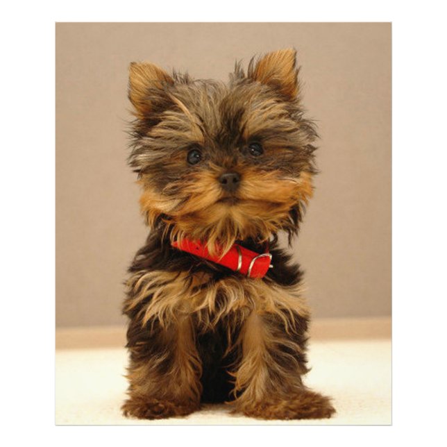 Impression Photo Yorkshire Terrier (Devant)