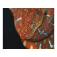 Young Emerald Tree Boa