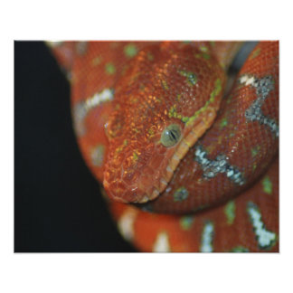 Impression Photo Young Emerald Tree Boa