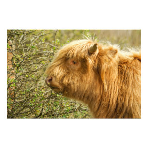 Impression Photo Young Highland Cow