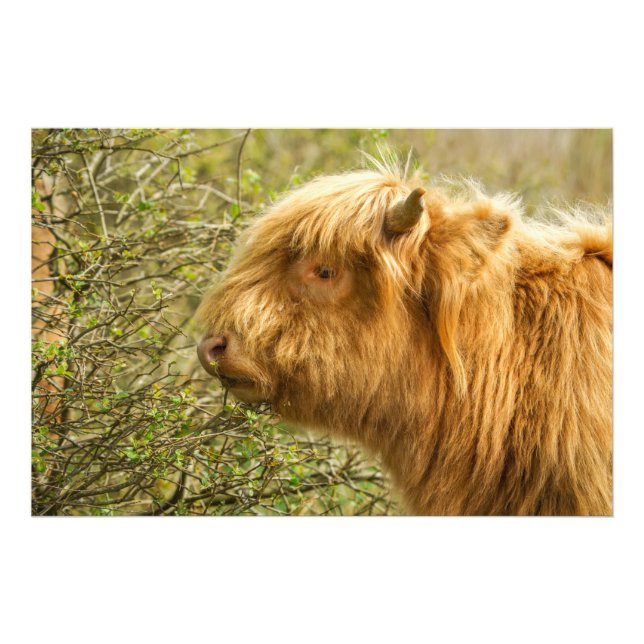 Impression Photo Young Highland Cow (Devant)