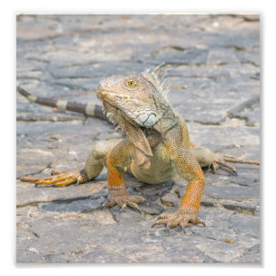 Impression Photo Young Iguana